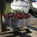 Freshly planted salad table.