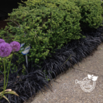 Portland Landscape Designer likes Black Mondo Grass
