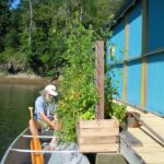 Bob harvest tomatoes from our canoe