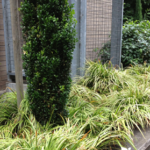 Modern Landscape Design Portland