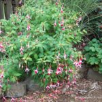 Fuchsia 'Chickadee'