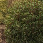 Cedar Mills residential landscape design evergreen shrub