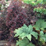 Rhubarb makes a dramatic and tastey addition to designer pal Adriana Berry's garden.