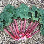Red stocks are the tasty part, the leaves are toxic and bitter.