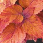 Coleus Colorblaze 'Sedona'