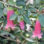 Correa 'Dusky Rose'