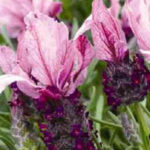 This unusual variety is compact and flowers earlier than most Spanish Lavender.