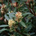 Cedar mills residential landscape design