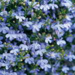 Laguna Sky Blue Lobelia by Proven Winners