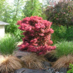 Beautiful colorful native plants in this pacific northwest landscape design