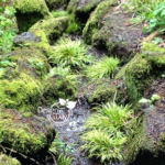 Southwest Hills Portland Rain Garden