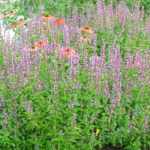 Agastache 'Summer Skies' Hummingbird Mint