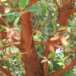 Arbutus menziesii