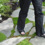 Portland landscape designer walking on stepable plants