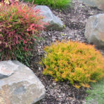 Calluna heather at Cooper garden