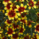 Tickseed - Coreopsis Bengal Tiger Photo Terra Nova Nurseries