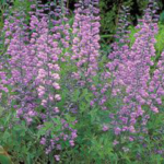 Baptista 'Purple Smoke' - great plant for Portland Landscape Designs