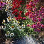 Echinacea flowers in colorful landscape design in Portland, Oregon