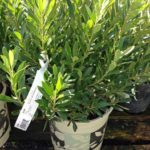 Cindy loves the evergreen Ink Berry shrub. It's great for wet areas.