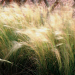 Edited Mexican Feather Grass