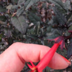 Cape Fuchsia 'Passionate' in Portland garden designer's garden