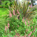 Phygelius with Phormium from ANLD tour