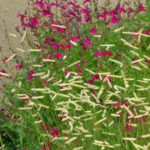 Edited Salvia-Raspberry-Delight-Bouteloua-Blonde-Ambition-web