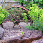 Euphorbia Humpty Dumpty with wagon wheel