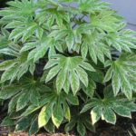 Fatsia Japonica, Spiders Web, Design in a Day Garden