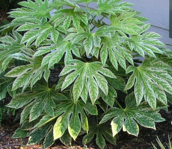 Fatsia Japonica, Spiders Web, Design in a Day Garden