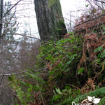 Well planted slope controls erosion in Portland Landscape Designers vacation home property