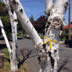 Another birch tree marked for removal by the City of Portland due to bronze birch borer.