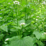 Garlic mustard mature