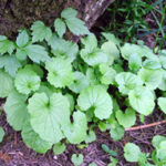 Garlic mustard close up