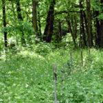 Garlic mustard in the woods