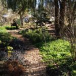 Hellebore in woodland setting.