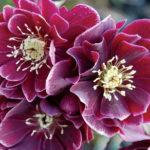 Terra Nova Photo of Hellebore Amethyst Gem