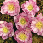 Helleborus x Hybridus 'Peppermint Ice'