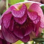 Winter Color provided by Hellebore 'Peppermint Ice'