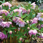 Helleborus x Hybridus 'Peppermint Ice' photo by Terra Nova