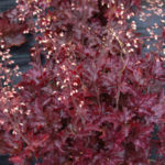 Portland residential landscape design
