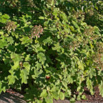 Hydrangea quercifolia 'Sikes Dwarf' at The Morton Arboretum