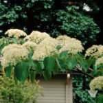Cornus Controversa 'June Snow'