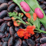 Scarlet Runner Bean. Photo courtesy of Seed Savers.