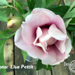North Portland Garden Design Itoh Peony