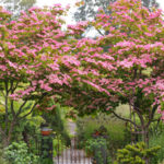 Cornus Kousa 'Satomi' at Joy Creek Nursery.