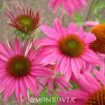 Kims knee high coneflower