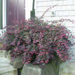 Garden Design in Willamette Heights Portland