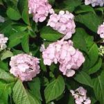 Hydrangea serrata 'Preziosa'