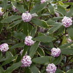 Don't let your Daphne "catch" downspout disease.